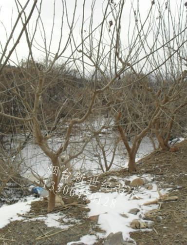 供應(yīng)桑葚大樹