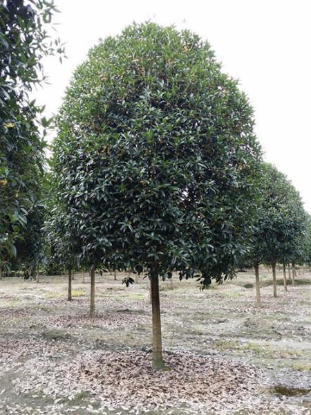 供應(yīng)廣西速生金桂-速生金桂價錢-速生金桂報價