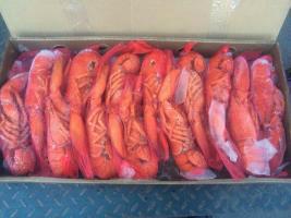 供應(yīng)加拿大熟凍波士頓龍蝦