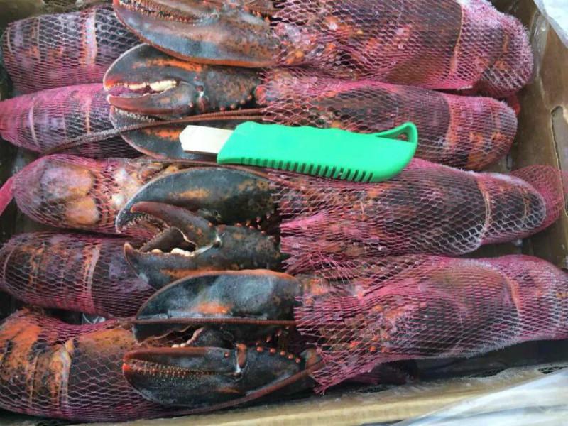 供應(yīng)特價加拿大生凍波士頓龍蝦