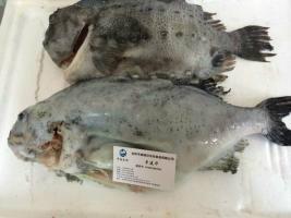 供應(yīng)批發(fā)冰島海參斑