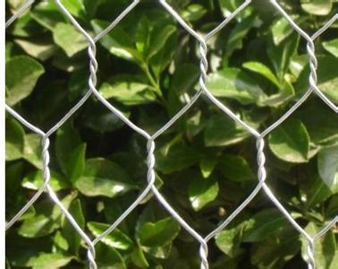 供應鐵絲網(wǎng)養(yǎng)雞