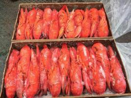 供應(yīng)加拿大熟凍波士頓龍蝦