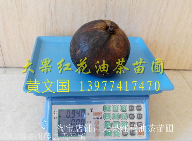 廣西紅花油茶苗批發(fā)圖片