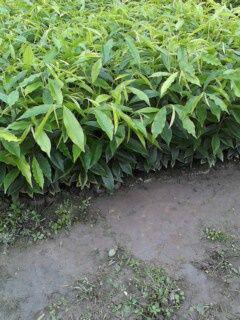 沉香樹(shù)苗土沉香廣西沉香苗圖片