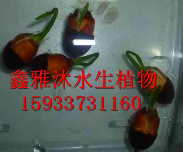 供應(yīng)蓮子批發(fā)廠家，*蓮子種子