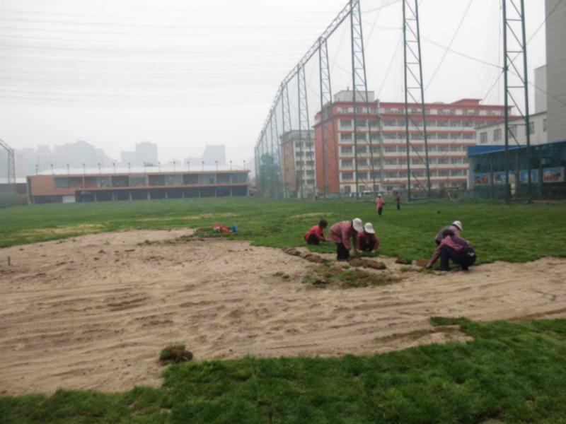 混播黑麦草草坪种植供应混播黑麦草草坪种植