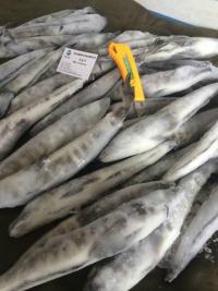 南極冰魚圖片/南極冰魚樣板圖 (4)