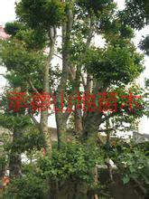 供應(yīng)銅陵蒙古櫟價格；銅陵蒙古櫟批發(fā)；銅陵蒙古櫟苗木基地；承德山地苗木