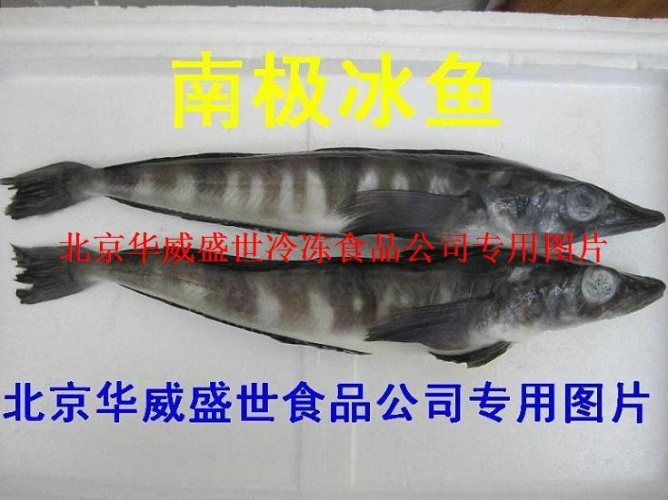 南極冰魚圖片/南極冰魚樣板圖 (3)