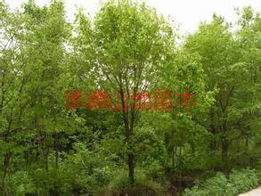 供應(yīng)蕪湖蒙古櫟價格；蕪湖蒙古櫟批發(fā)；蕪湖蒙古櫟苗木基地；承德山地苗木