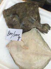 供應(yīng)進(jìn)口西班牙大菱鲆多寶魚