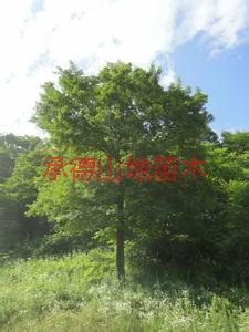 供應(yīng)銅陵蒙古櫟價格；銅陵蒙古櫟批發(fā)；銅陵蒙古櫟苗木基地；承德山地苗木