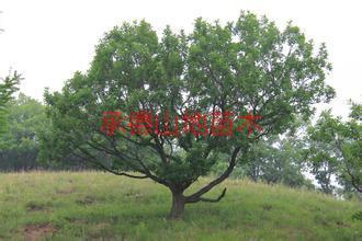 供應(yīng)馬鞍山蒙古櫟價格；馬鞍山蒙古櫟批發(fā)； 馬鞍山蒙古櫟苗木基地