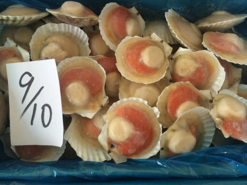 供應(yīng)朝鮮半殼貝