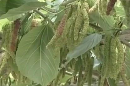 供應(yīng)長果桑