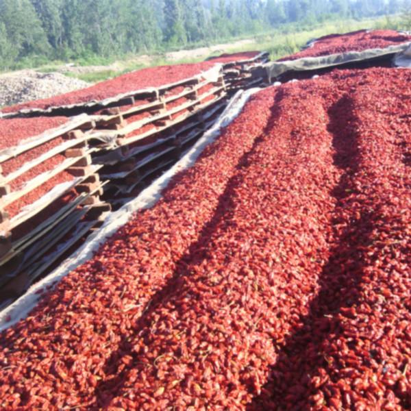 供應(yīng)韓國(guó)枸杞子