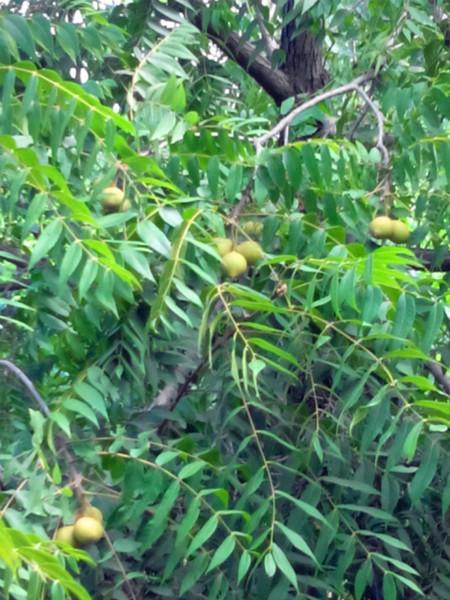 黑核桃圖片/黑核桃樣板圖 (4)