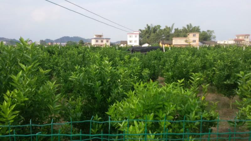 橘苗供应橘苗【东方红橘苗桂林批发】荔浦县旺顺苗木基地