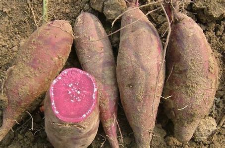 德州紅心地瓜批發(fā)商圖片