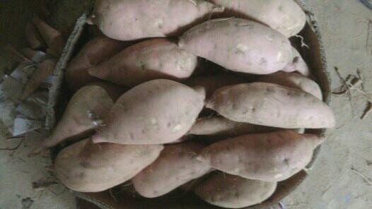 供應(yīng)德州紅心地瓜生產(chǎn)廠家報價，德州紅心地瓜生產(chǎn)廠家批發(fā)