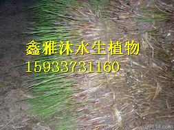 那里銷售荷花苗，荷花苗銷售，睡蓮苗銷售，蘆葦苗銷售，千屈菜苗銷售，人工浮島制作，香蒲種苗銷售等