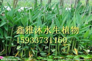 供應(yīng)再力花種苗廠家