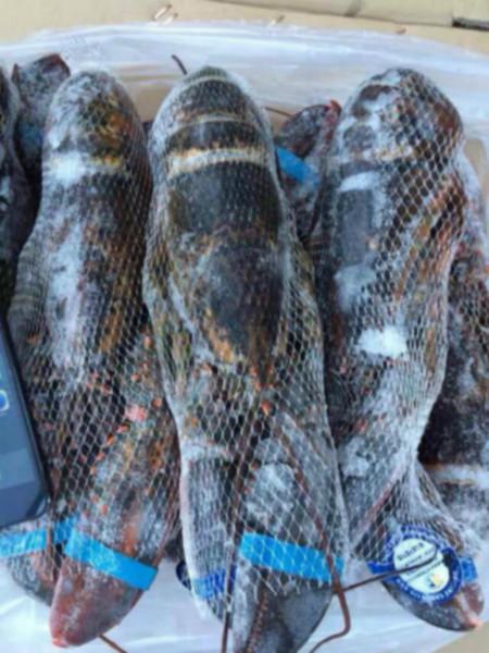 供應(yīng)生凍波士頓龍蝦