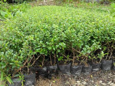 供應(yīng)福州福建茶價(jià)格