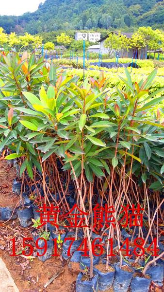 供應(yīng)澳洲火焰木樹供應(yīng)商，南方澳洲火焰木小苗價(jià)格，南方澳洲火焰木供應(yīng)商