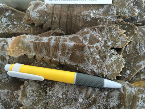 供應(yīng)*琵琶蝦