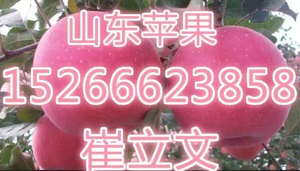 供應(yīng)山東紙袋紅富士蘋果價(jià)格