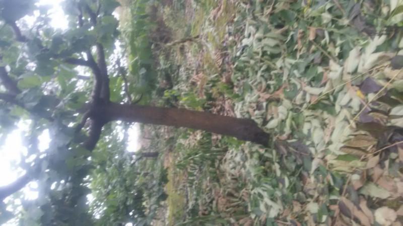 供應沐陽大櫻桃樹苗