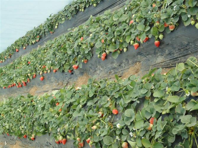 供應(yīng)山西奶油草莓批發(fā)/代收/*