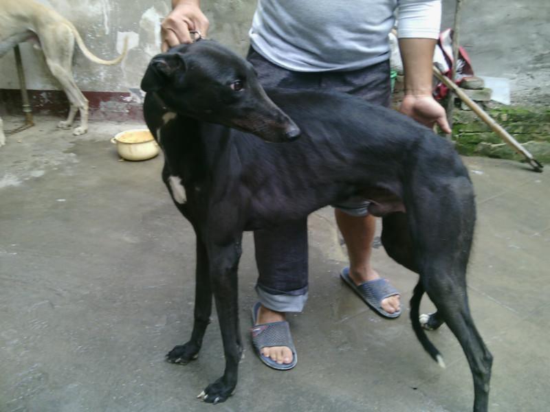 靈緹犬獵兔犬圖片/靈緹犬獵兔犬樣板圖 (4)