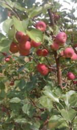 供應(yīng)吉林延吉哪有賣(mài)吉?jiǎng)倮钭用绲摹⒑邶埥档そ鍪埤堌S果樹(shù)苗