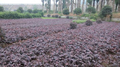 供應(yīng)紅花繼木苗,紅花繼木樁,紅繼木