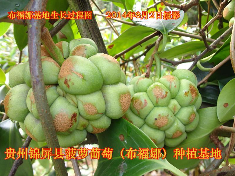 供應(yīng)呂梁布福娜種苗批發(fā)市場，呂梁布福娜種苗批發(fā)價，呂梁布福娜種苗價格