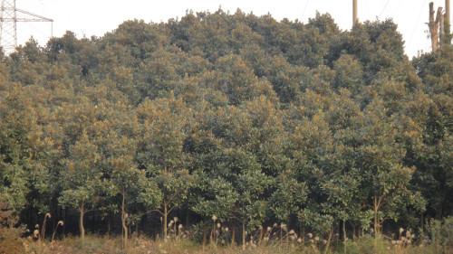 湖南广玉兰苗木价格湖南广玉兰苗木价格种植基地批发价供应商多少钱哪里有