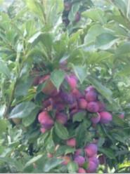 供應(yīng)吉林延吉哪有賣(mài)吉?jiǎng)倮钭用绲?、黑龍江牡丹江出售龍豐果樹(shù)苗