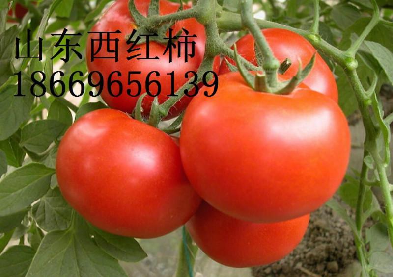 供應(yīng)沂蒙山西紅柿基地，沂蒙山西紅柿價(jià)格