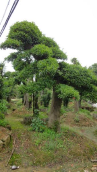 供應榆樹造型,湖南榆樹造型,榆樹造型價格
