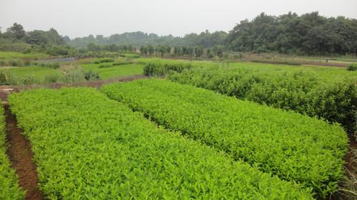 供應(yīng)法國冬青,銷售法國冬青