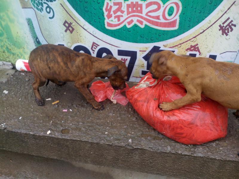 格力犬幼犬怎么挑选图片