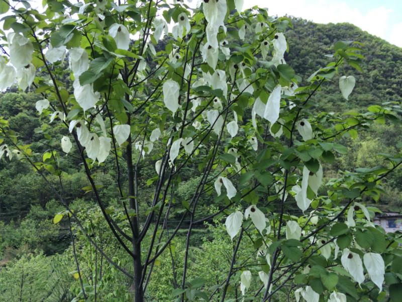 宜昌市鸽子花小苗厂家