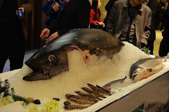 供應(yīng)用于食用的金槍魚批發(fā)廠家/太平洋深海魚//大目金槍魚