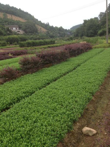 供应小叶栀子,小叶栀子价格,海栀子花图片