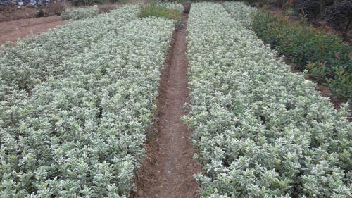 供應(yīng)金邊黃楊,金邊黃楊球