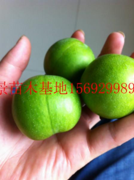 脆紅李圖片/脆紅李樣板圖 (3)