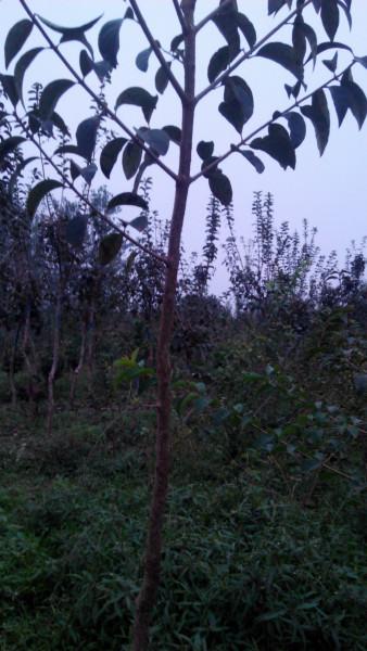 供應流蘇葉嫩葉可代茶